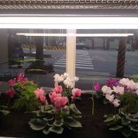 T8燈管型 LED植物燈 4呎