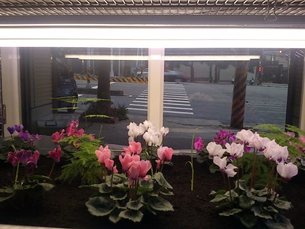 T8燈管型 LED植物燈 4呎
